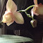 Orchid