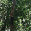 Pileated Woodpecker