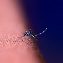 Mosquito