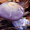 Wood blewit