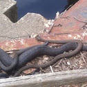 Northern Water Snakes