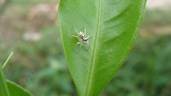 Spotting Image 1