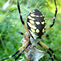 Black and yellow garden spider