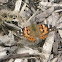 Painted Lady Butterfly