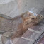 Rhinoceros Iguana