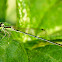 Damselfly