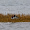 American Oystercatcher