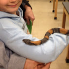 Gray-Banded Kingsnake