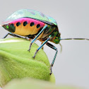 Green Jewel Bug