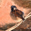 House Sparrow
