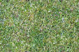 Cesped Pasto Gramilla