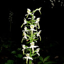 Greater Butterfly Orchid