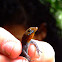 Gonatodes albogularis