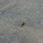 Water skimmer