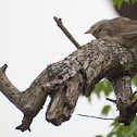 Babbler