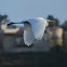 Great Egret