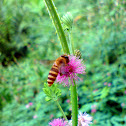 Honey Bee
