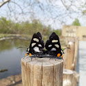 Eight-spotted forester moths (mating)