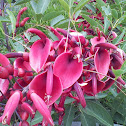 Cockspur Coral Tree