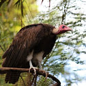 Hooded Vulture