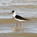 Black-winged Stilt (male)