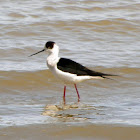 Black-winged Stilt (male)
