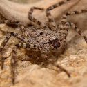Araña (Spider)