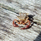 Book Scorpion