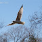 Ring-billed Gull
