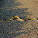 Gopher Snake