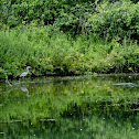Great Blue Heron