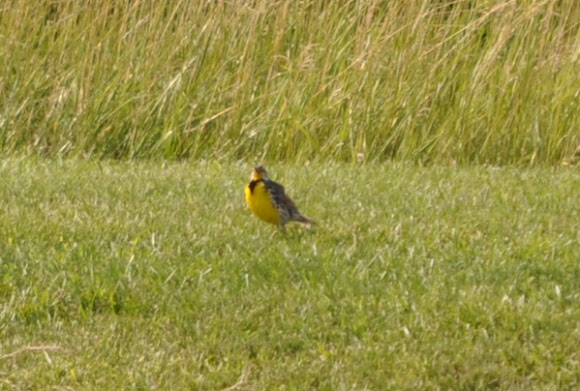 Spotting Image 1
