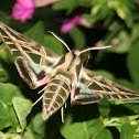 Vine Sphinx Moth