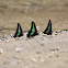 Common Bluebottle