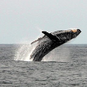 by Patrick Simon - Animals Sea Creatures