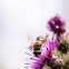 Hoverfly