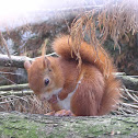 Red Squirrel