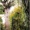 N.Z. Kauri