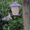 Red-Bellied Woodpecker