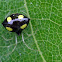 Cobweb spiders