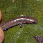 Worm Salamander