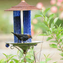 Brown-headed Cowbird