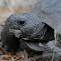 Gopher Tortoise
