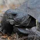 Gopher Tortoise
