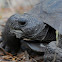 Gopher Tortoise