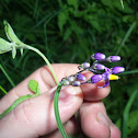 Bittersweet Nightshade
