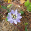Passiflora