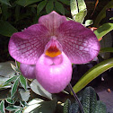 Ladies Slipper Orchid