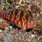 Blotched Hawkfish