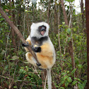 Sun/Diademed Sifaka